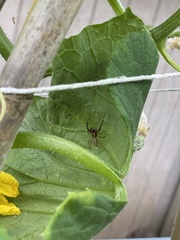 Diaea ambara