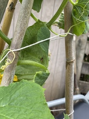 Diaea ambara