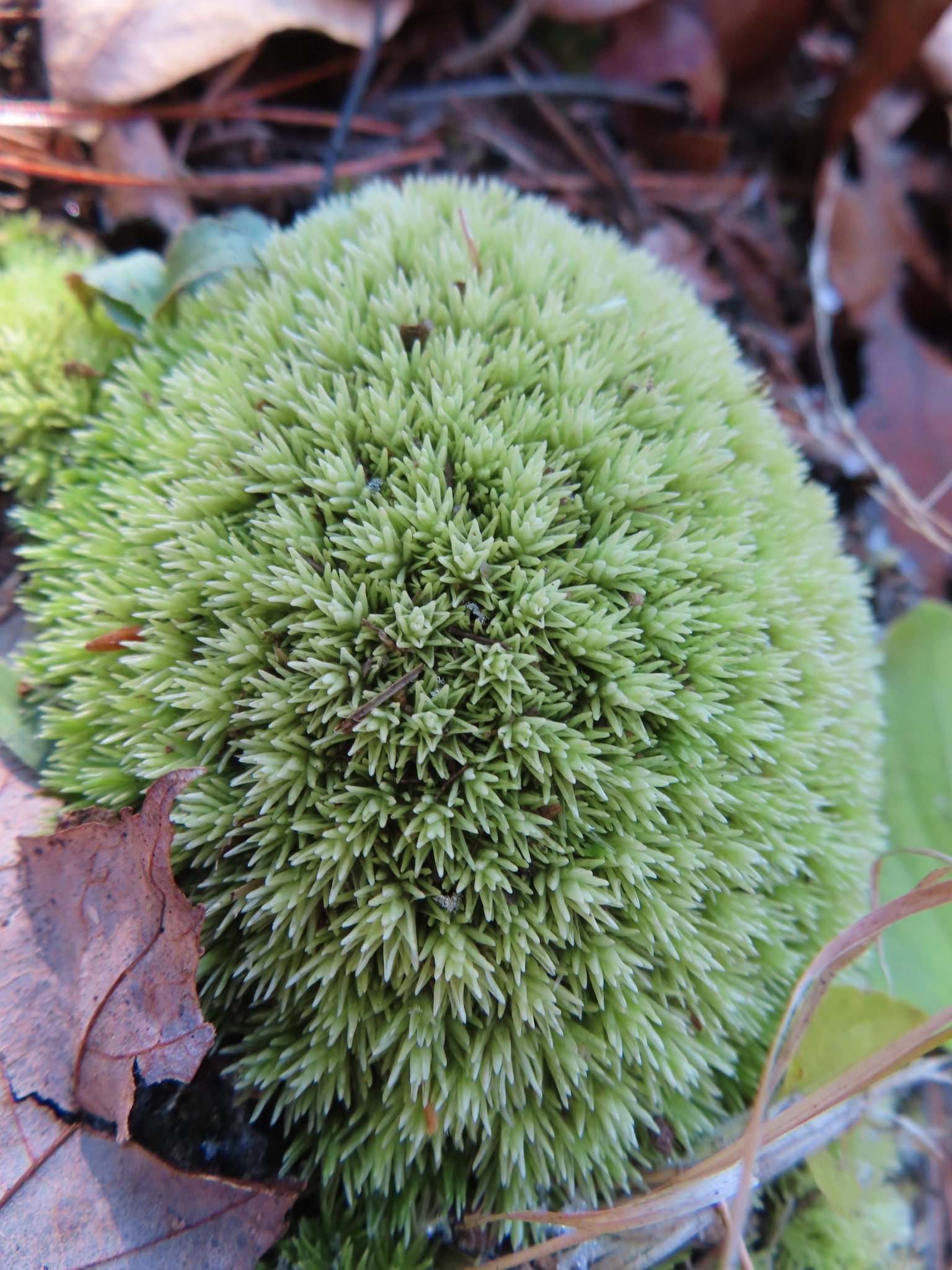 Leucobryum glaucum