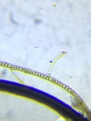 Hapalosiphon hibernicus