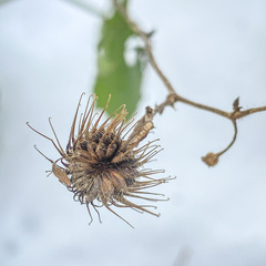 Geum laciniatum