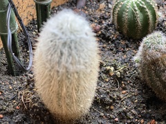 Cleistocactus strausii