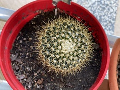 Mammillaria