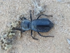 Stenomorpha confluens