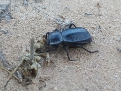 Stenomorpha confluens