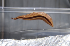 Australopacifica regina