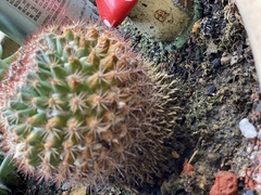 Mammillaria