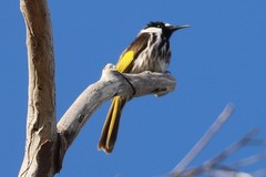 Phylidonyris niger gouldii