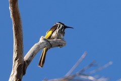 Phylidonyris niger gouldii