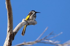 Phylidonyris niger gouldii