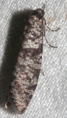 Lepidoscia annosella