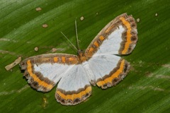 Nymphidium caricae
