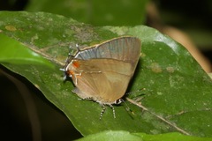 Lamprospilus orcidia