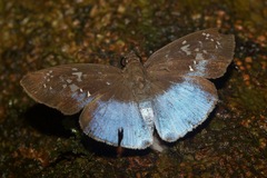 Pythonides grandis assecla