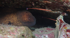 Dunckerocampus baldwini