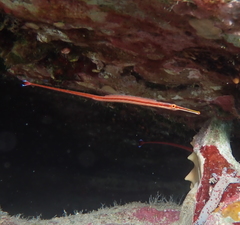 Dunckerocampus baldwini