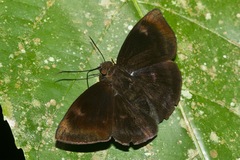 Aethilla echina coracina