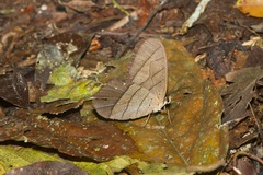 Pierella lamia