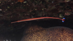 Dunckerocampus baldwini