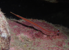 Dunckerocampus baldwini