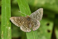 Exoplisia cadmeis