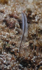 Macrorhynchia philippina