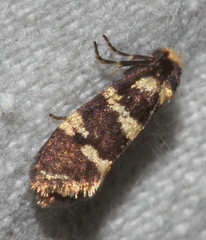 Lepidoscia confluens