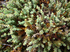Lepidothamnus laxifolius