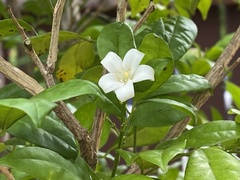 Magnoliopsida