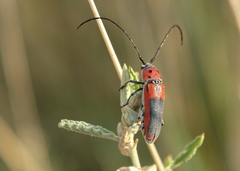 Tylosis maculatus