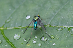 Condylostylus comatus