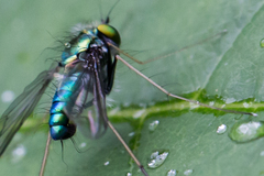 Condylostylus comatus