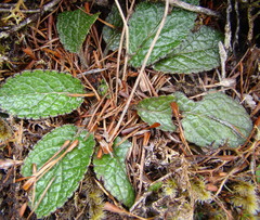 Brachyglottis bellidioides