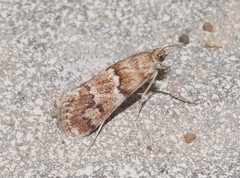 Noctueliopsis brunnealis