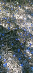 Lobelia tenuior