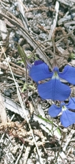 Lobelia tenuior