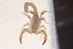 Chihuahuanus russelli