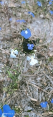 Lobelia tenuior