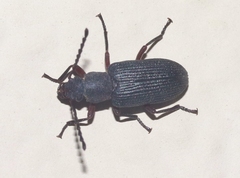 Helops arizonensis