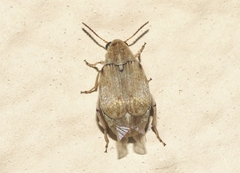 Algarobius