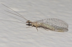 Eremochrysa tibialis