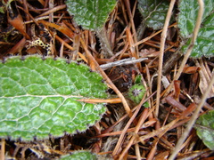 Brachyglottis bellidioides