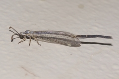 Clathroneuria coquilletti