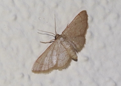 Idaea eremiata