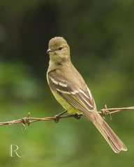 Elaenia sordida