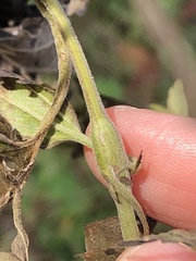 Neolasioptera perfoliata
