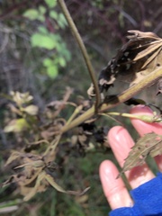 Neolasioptera perfoliata