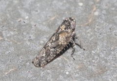 Dixianus utahnus