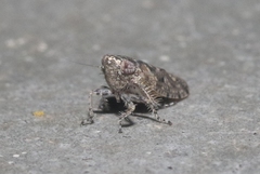 Dixianus utahnus