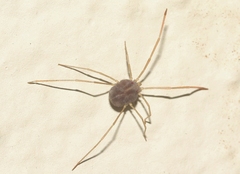 Paraphanolophus